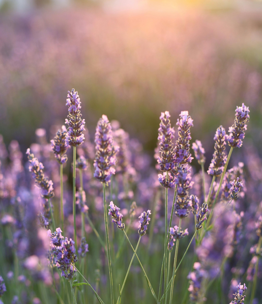 Lavender Essential Oil